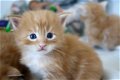 Maine Coon katjes beschikbaar - 2 - Thumbnail