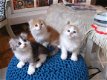 Amerikaanse Curl kittens. - 1 - Thumbnail