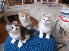Amerikaanse Curl kittens.
