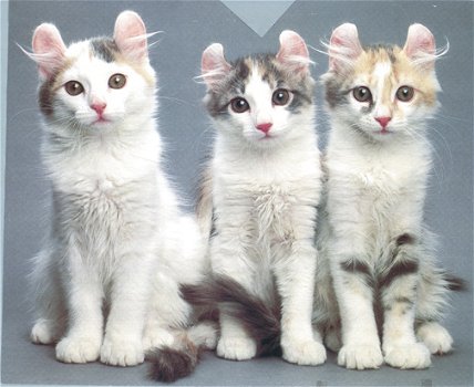 Amerikaanse Curl kittens. - 2