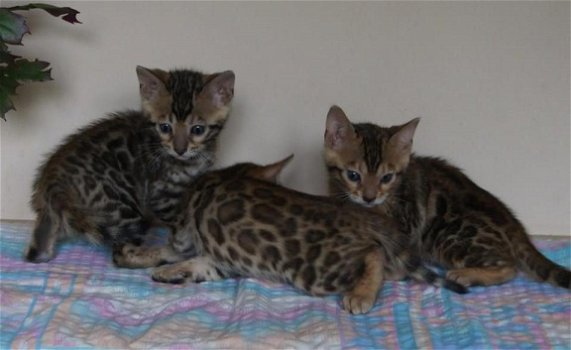 Bengalen katjes voor herplaatsing. - 2