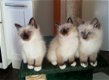 Birman (Birmaan) katjes - 1 - Thumbnail