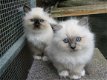 Birman (Birmaan) katjes - 2 - Thumbnail