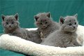 Chartreux katjes - 1 - Thumbnail