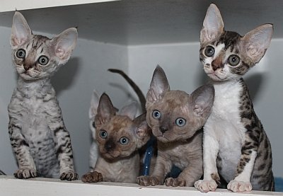 Devon Rex katjes - 1