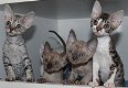 Devon Rex katjes - 1 - Thumbnail