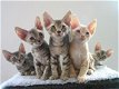 Devon Rex katjes - 2 - Thumbnail