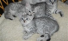 Egyptische Mau katjes klaar voor adoptie.