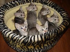 Egyptische Mau katjes klaar voor adoptie. - 2