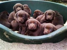 Chocolade Labradors-puppy's nu verkrijgbaar