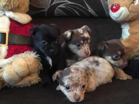 4 Chihuahua-puppy's te koop - 1