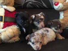 4 Chihuahua-puppy's te koop