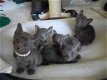 Korat kittens beschikbaar. - 1 - Thumbnail
