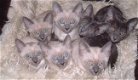 Korat kittens beschikbaar. - 2 - Thumbnail
