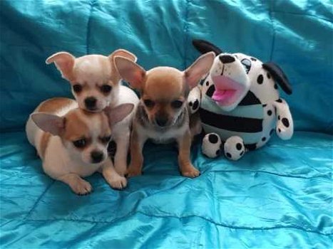 Goedkope mooie chihuahua-puppy's - 1