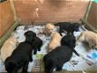 Schitterende Labrador-puppy's - 1 - Thumbnail