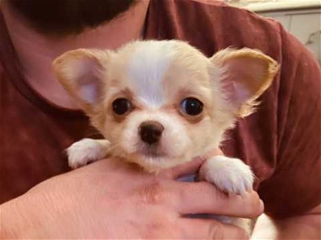 Chihuahua-puppy's - 1