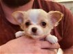 Chihuahua-puppy's - 1 - Thumbnail