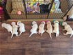 1 meisje en 3 jongens Labrador puppies over - 1 - Thumbnail