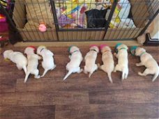 1 meisje en 3 jongens Labrador puppies over