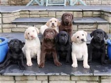 Prachtige Labrador-puppy's volledig gevaccineerd