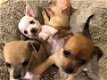 Nest van 5 prachtige Chihuahua - 1 - Thumbnail