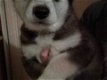 Siberische husky puppies te koop - 1 - Thumbnail