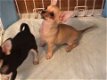 Kwaliteit Gladde vacht Chihuahua-puppy's beschikbaar - 1 - Thumbnail