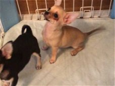 Kwaliteit Gladde vacht Chihuahua-puppy's beschikbaar