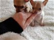 Absoluut overweldigende Chihuahua-puppy's - 1 - Thumbnail