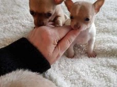 Absoluut overweldigende Chihuahua-puppy's
