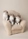 Scottish fold (Schotse vouw) katjes beschikbaar nu. - 3 - Thumbnail