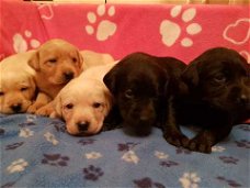 Labrador puppy's