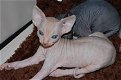 Sphynx katjes beschikbaar - 3 - Thumbnail