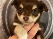 Mooie Chocolade Chihuahua-puppy's - 1 - Thumbnail