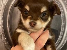 Mooie Chocolade Chihuahua-puppy's