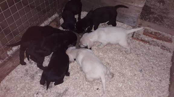 Chunky Labrador Puppies - 1