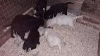 Chunky Labrador Puppies - 1 - Thumbnail
