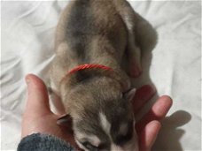 Schitterende Siberische Husky-puppy's