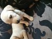 Schattige Labrador Puppy - 1 - Thumbnail