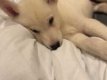 Zuivere witte Siberische Husky Puppy (11 weken) - 1 - Thumbnail