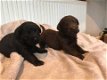 Mooie Labrador puppies te koop - 1 - Thumbnail