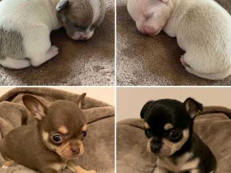Gladde vacht Chihuahua-pups te koop. - 1