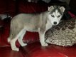 Prachtige Siberische Husky vrouwelijke puppies nu klaar - 1 - Thumbnail