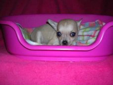 Stamboom Kleine Chihuahua-puppy's Volledig gevaccineerd