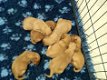 Labrador puppies klaar om te vertrekken - 1 - Thumbnail