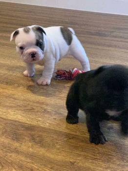 Geweldige Franse bulldogs op voor adoptie - 1