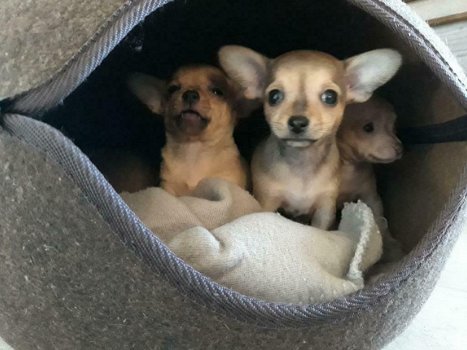 mooie klein blijvende kort harige chihuahua,s - 1