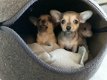 mooie klein blijvende kort harige chihuahua,s - 1 - Thumbnail