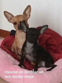 mooie klein blijvende kort harige chihuahua,s - 3